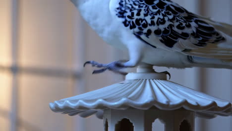 una hermosa cacatúa decorada
