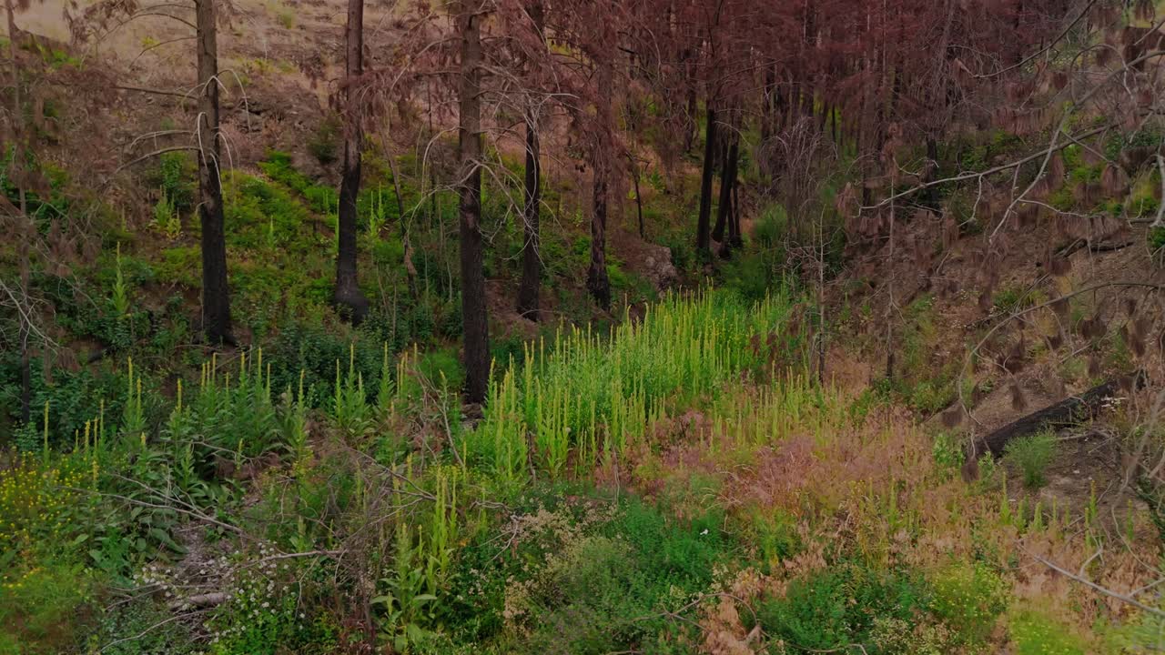 Aerial orbit facing hillside covered in beautiful green wildflowers growing back after devastating wild forest fires over hundred wild plants springing up some already popping out spring summer