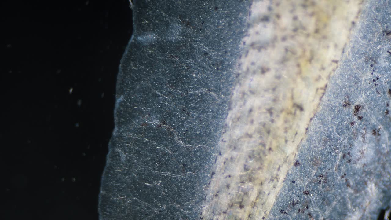 혈관 모세관 현미경의 혈액 적혈구 이동