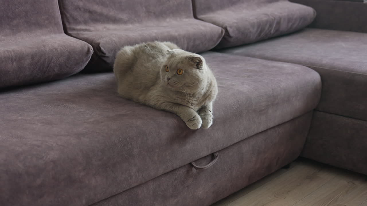 Calm Feline Attentively Surveys Surroundings, Quiet And Alert Feline Keeps Close Eye On Environment, Careful And Tranquil Cat Maintains Vigilance Over Its Immediate Surroundings At All Times