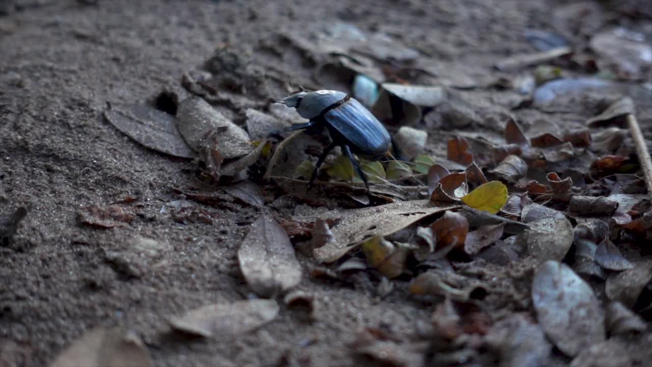 Slowmotion Close-up of a Black African Beetle Crouching through Leaves
