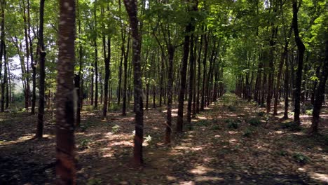 rubber tree plantation