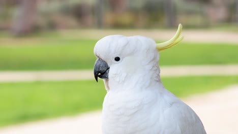 una cacatúa se prepara y toma vuelo