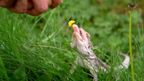 Lagarto-Comiendo-Una-Flor-De-Botón-De-Oro