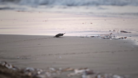 baby sea turtle crawling towards the ocean on a sandy beach at sunrise