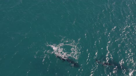 aerial footage of a baby whale playing while migrating with her mother pt2