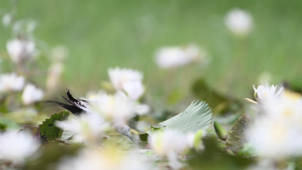 화이트 워터 릴리 꽃 에 있는 파산  ⁇ 리 자카나
