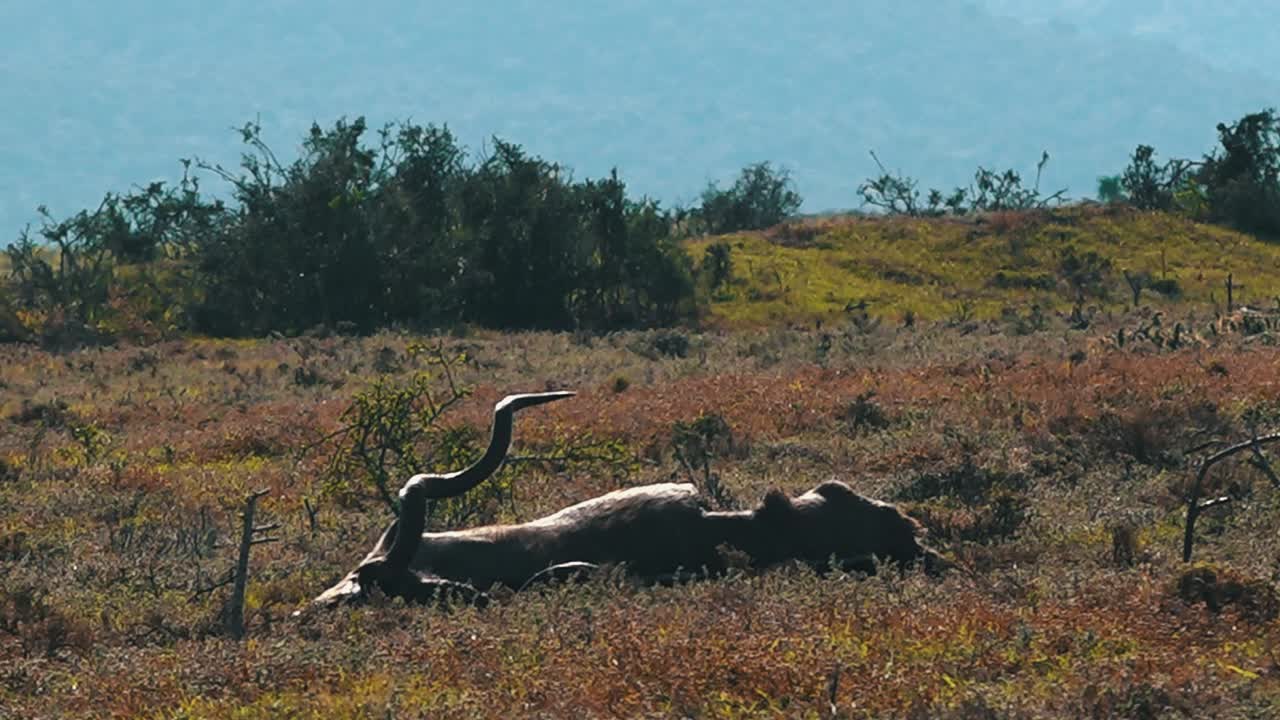 Dead Kudu lying in the grass in the Addo Elephant National Park.