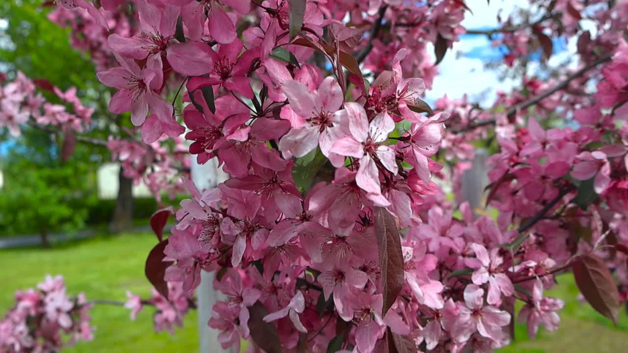 Macro detail of ornamental tree branches densely covered with flowers. Delicate pink petals fluttering with the wind, bathed in sunlight and spring breeze. Dreamy apple tree blossoms in shades of pink