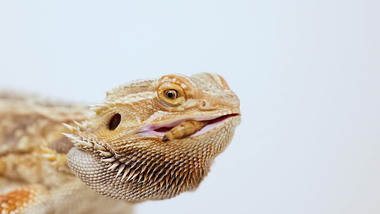 A bearded dragon lizard captures and eats prey in a well-lit, close-up sequence