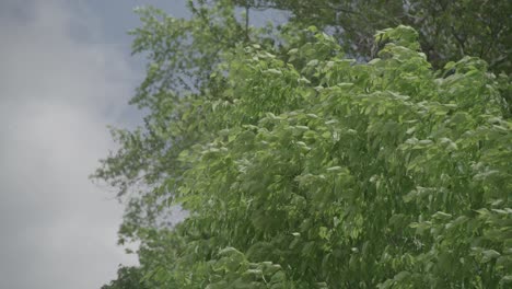 a tree with a bunch of leaves on top of it