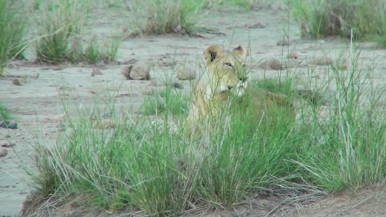 사자는 풀 덩어리 뒤에 숨어 아프리카에서 자신의 영역을 관찰합니다.