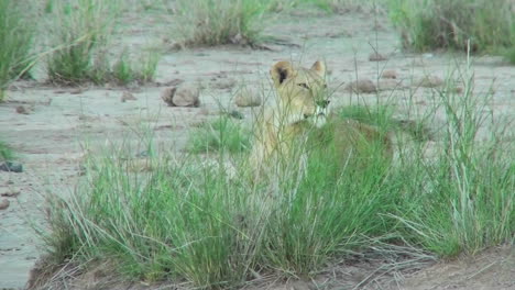 un león se esconde detrás de unos cúmulos de hierba y observa su dominio en áfrica