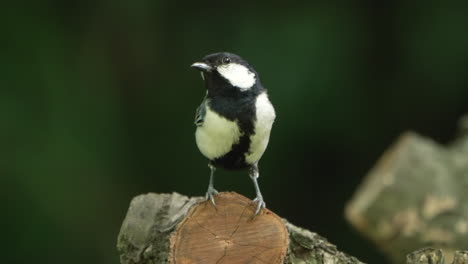 great oriental tit bird perched on cut tree log at the wild nature