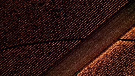 cosecha de maíz de otoño en iowa con una cosechadora john deere