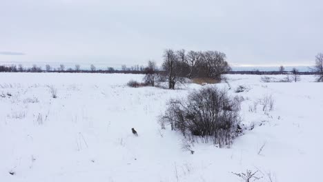 coyote-follow-cam-along-winding-frozen-creek-amazing