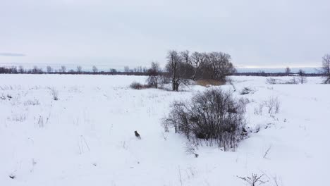 coyote sigue la cámara a lo largo del sinuoso arroyo congelado increíble
