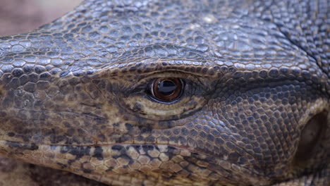 the fierce look of a water monitor lizard standing by to catch its prey- close up shot