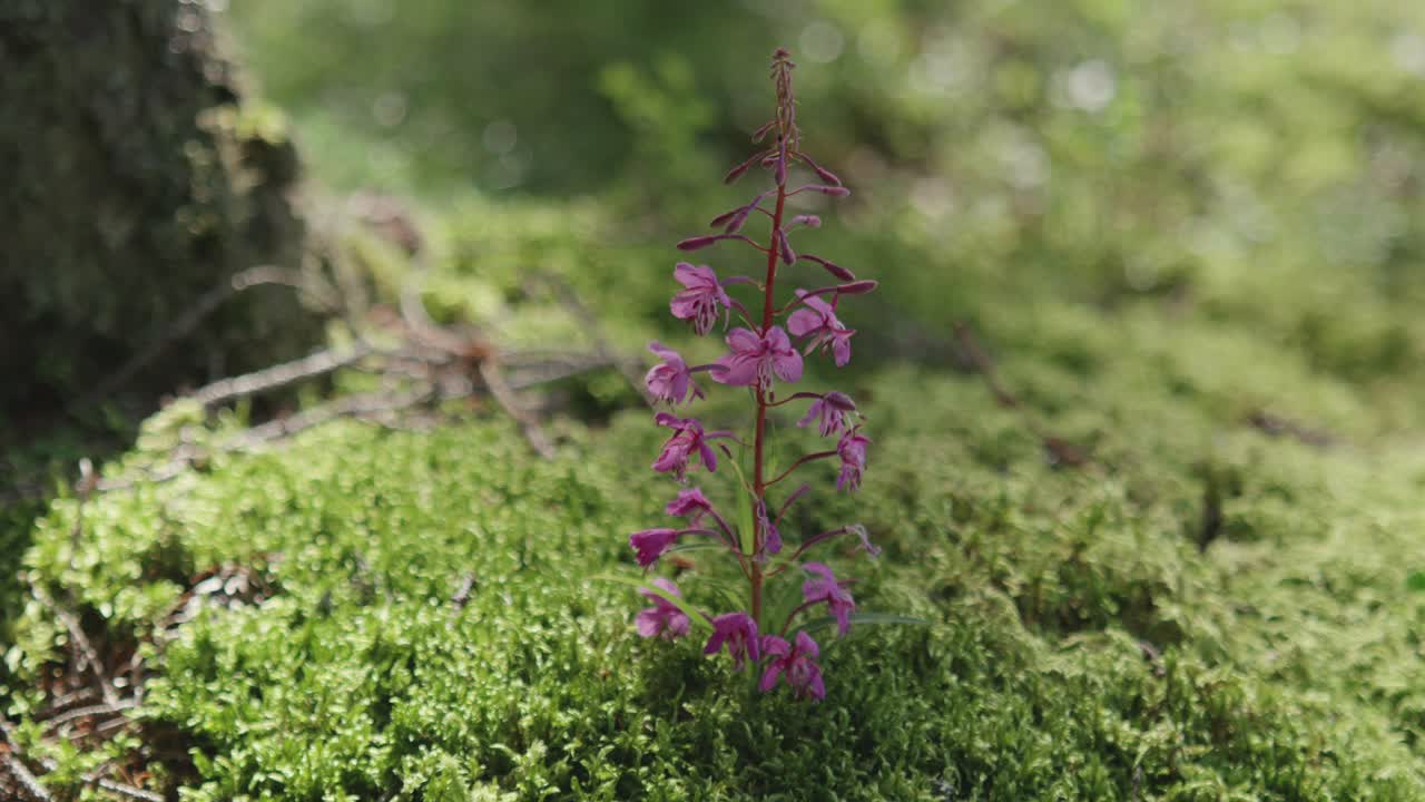 A close-up of a beautiful purple fireweed flower on a mossy forest floor. Sunlight passes over the scene, illuminating the tranquil and wild natural beauty