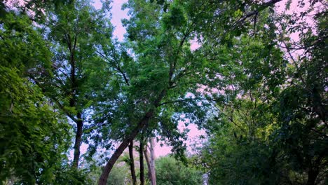 a view of a green forest in crimea, with trees and leaves covering the majority of the frame