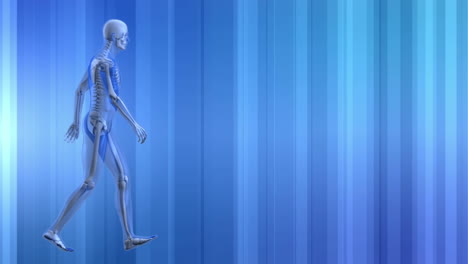 esqueleto humano caminando en fondo azul