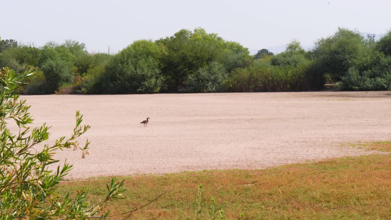 가뭄으로 인한 흙밭 한가운데에 거위가 있는 마른 연못