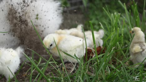 Ein-Haufen-Kleiner-Küken,-Junge-Hühner,-Die-Im-Schlamm-Herumspielen,-Und-Eine-Mutter,-Die-In-Die-Luft-Stößt