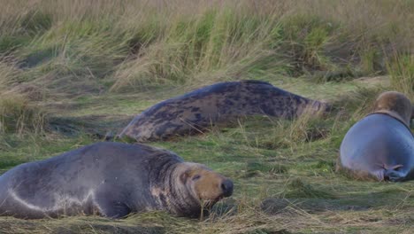 Breeding-season-for-Atlantic-Grey-seals,-showing-newborn-pups-with-white-fur,-mothers-nurturing-and-bonding-in-the-warm-November-evening-sun