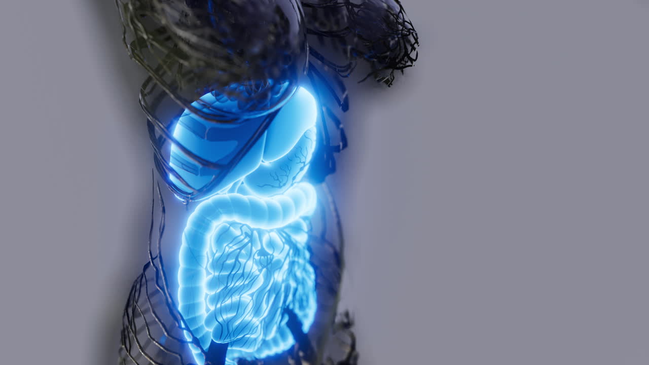 visión detallada de la anatomía del sistema digestivo humano en una visualización clara