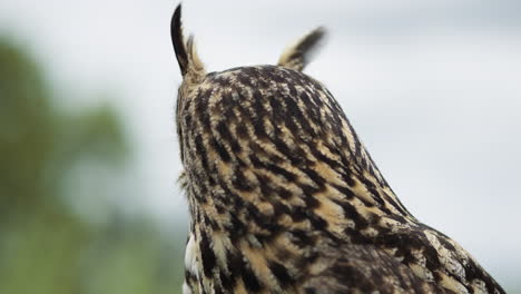 Eagle-owl-turning-head-close-up---wild-animal-bird-of-prey-with-sky-background