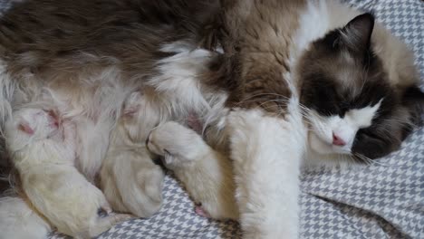 mom breast feeding kittens- new born ragdoll cats family