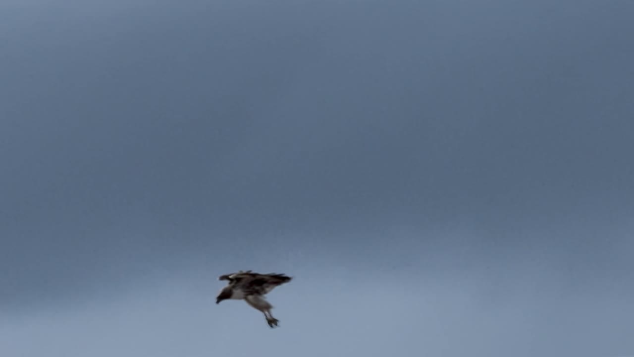 Hawk diving along ocean and cliffs to catch prey but unfortunately misses