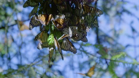 Explore-El-Corazón-De-La-Migración-De-La-Mariposa-Monarca-En-Este-Centro-De-Ramas-De-árboles.