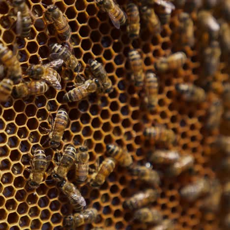worker bees roaming around the honey frame. bees producing organic honey at the bee farm. honey frame close up