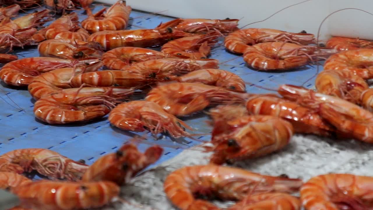 Commercial cooked prawns go down conveyor belt into processing facility