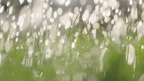 watered grass
