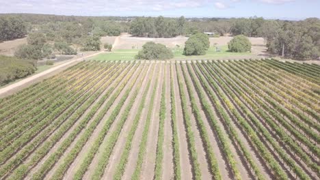 Una-Vista-Panorámica-De-Los-Viñedos-Que-Traen-Su-Abundante-Cosecha-Durante-Los-Meses-De-Verano-En-El-Suroeste-De-Australia