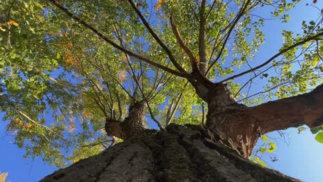 looking up at green tree crown with leaves on branches seen from trunk bark