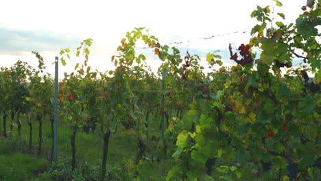 field of grapevine vines view of grape lines from the side of an area of south moravia before harvest at autumn sunset captured in 4k 60fps