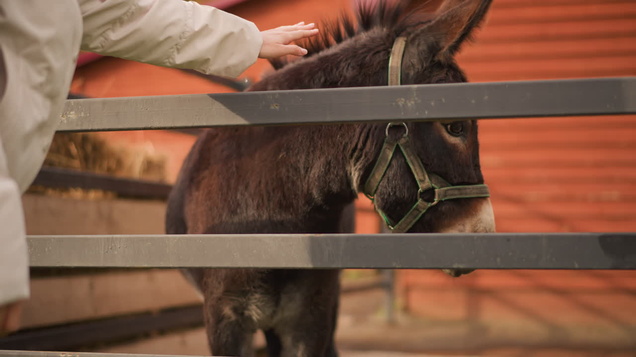 Person petting donkey at fence, tender barnyard scene with caretaker gently touching halter and muzzle, warm sunlit tones, rustic homestead backdrop, shy donkey showing curiosity and trust, closeup