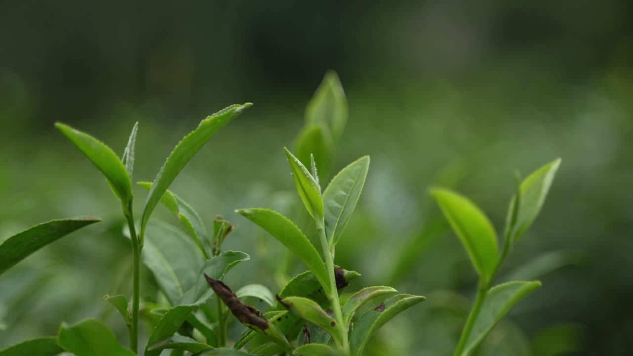 Le foglie di tè Darjeeling sono famose in tutto il mondo per la loro consistenza e il loro aroma.