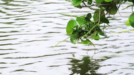 fast moving water flows under a sea grape branch