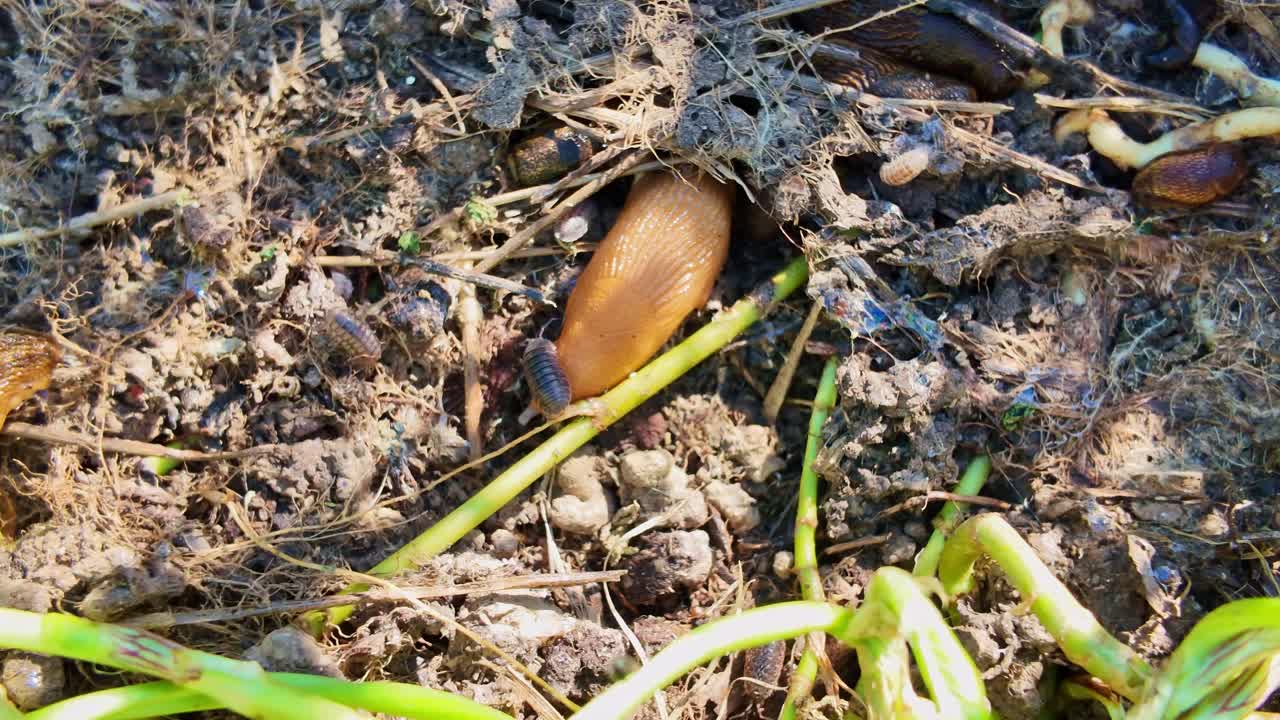 Close-up view of a single nude snail hiding partially in its under wet soil with twigs and woodlice.