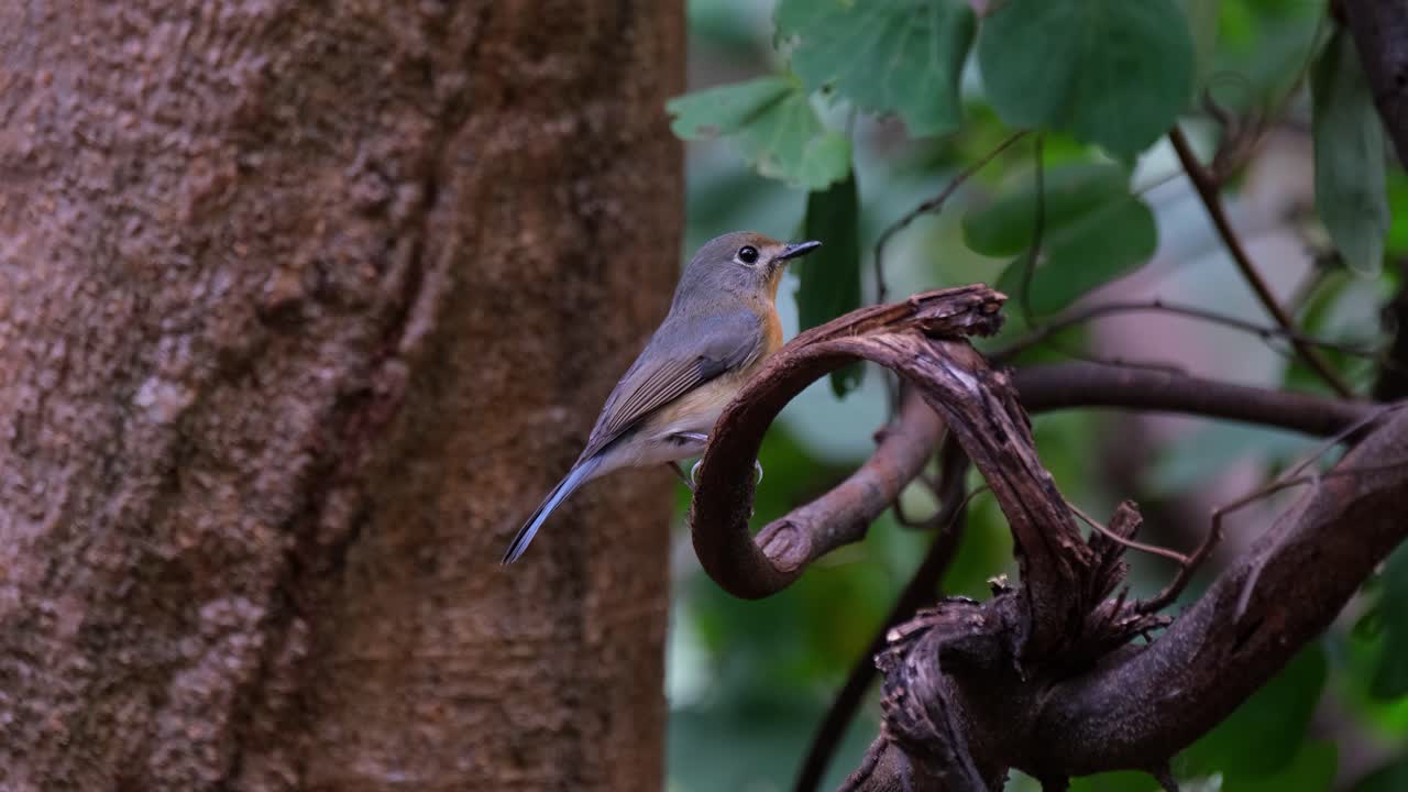 mirando hacia la derecha inmóvil mientras se alza en una rama, mosquitero azul indochino cyornis sumatrensis hembra, tailandia