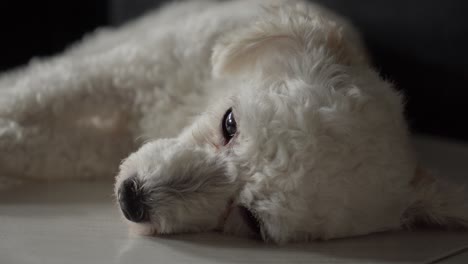 Caniche-Blanco-Y-Tranquilo-Tumbado-De-Lado-En-El-Suelo,-De-Cerca