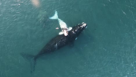 baby-whale-resting-on-the-back-of-the-mother,-aerial-shot,-Slowmotion