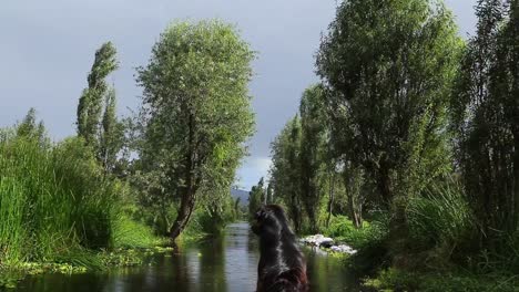 black dog traveling through xochimilco lake looking at landscape