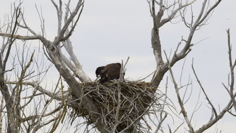 bald eagle cleaning nest with two chicks and jumps on branch