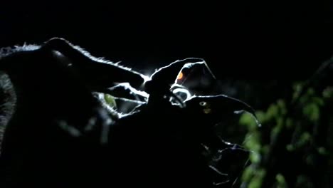 slow motion panning shot of a fuzzy sunflower at dawn with headlights in background.