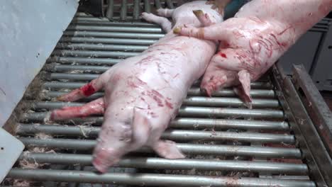 pigs coming out of the hair clipper and butcher handling them